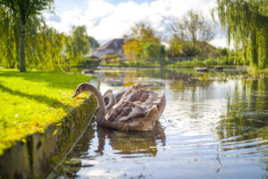 Young Swans