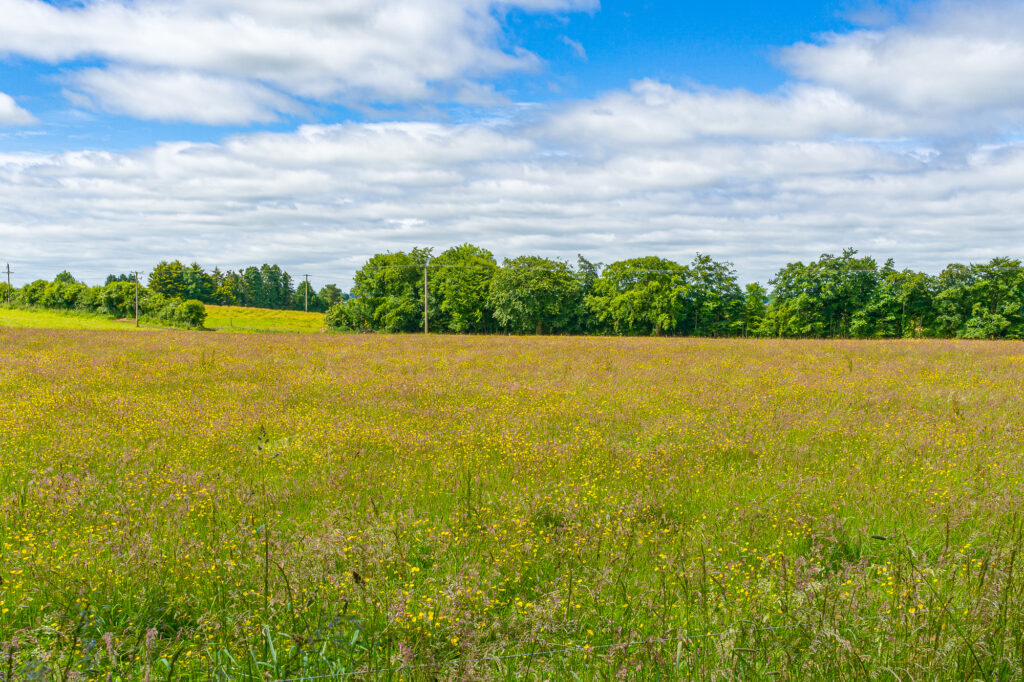 natural grown meadow